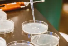 Codex y ChatGPT buscan antibióticos en genomas vivos y extintos: qué hizo el lab de De la Fuente Placas de Petri y micropipeta en laboratorio de microbiología